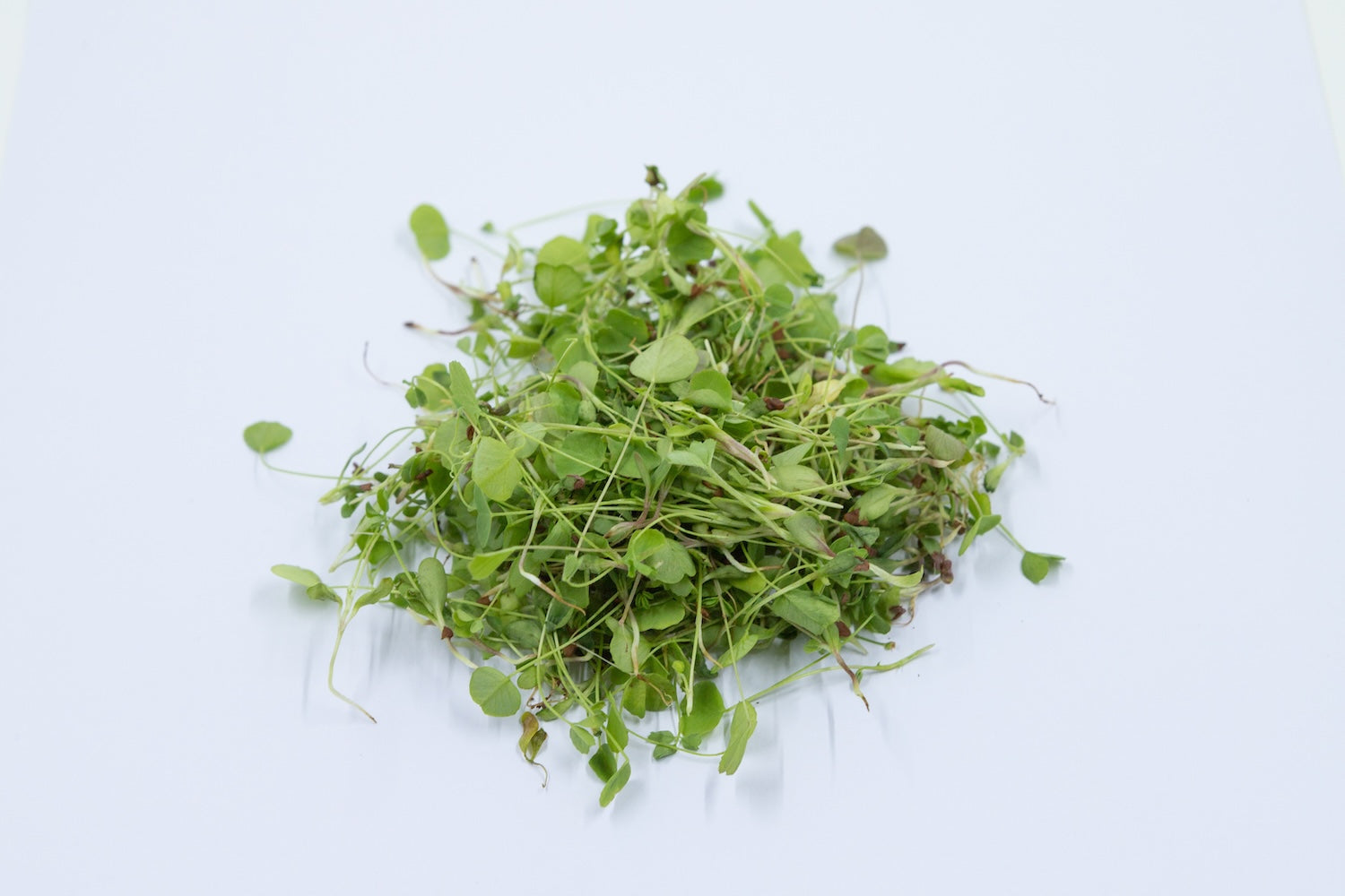 Alfalfa Microgreens (10g)