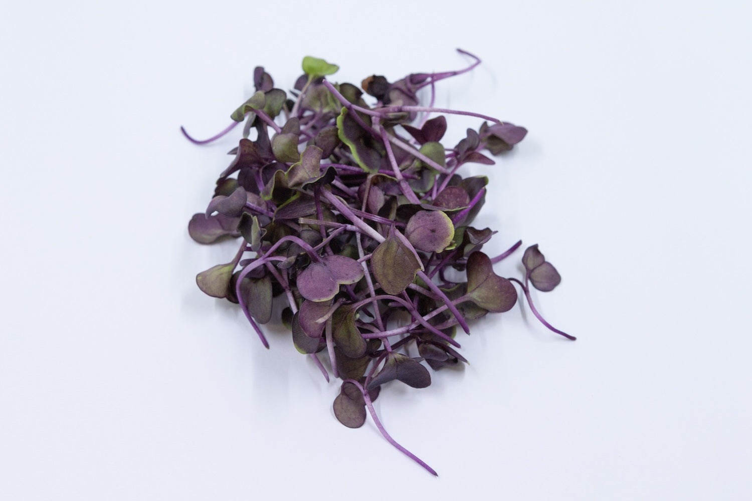 Radish Microgreens (10g)